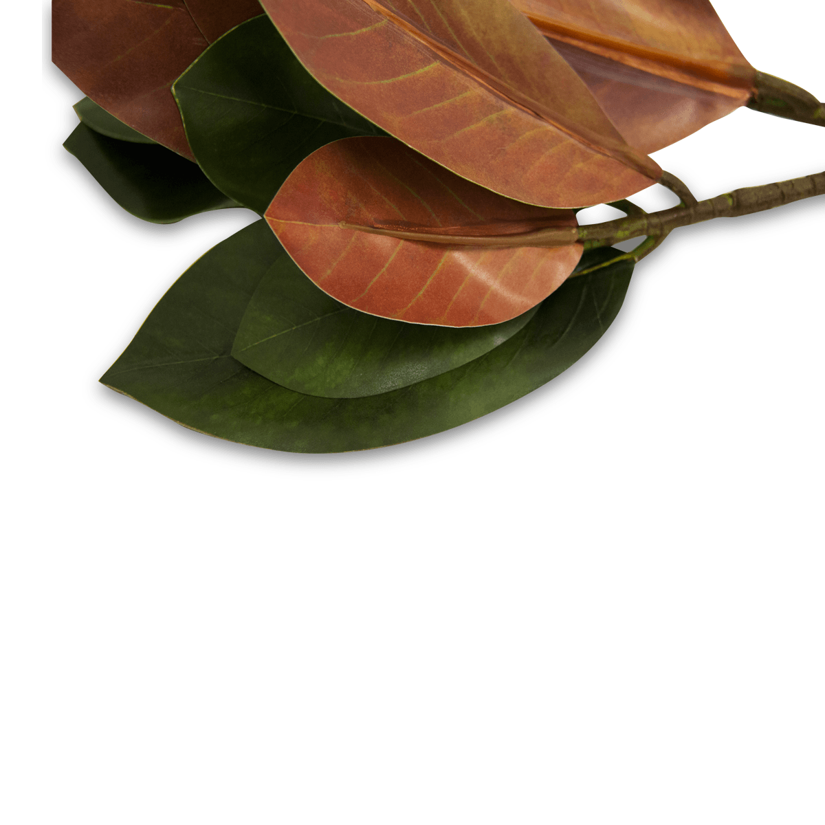 Rama De Magnolia | Flores | 1