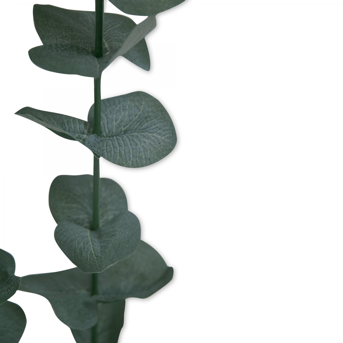 Follaje Eucalipto Cenizo Verde Oscuro | Flores | decoracion