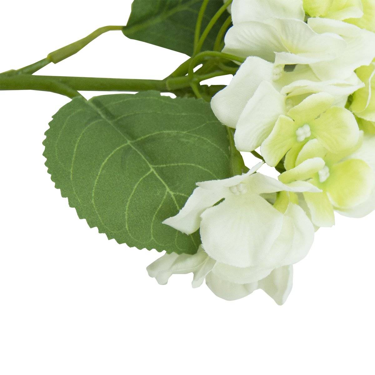 Racimo De Hortensia Blanca | Flores | 1