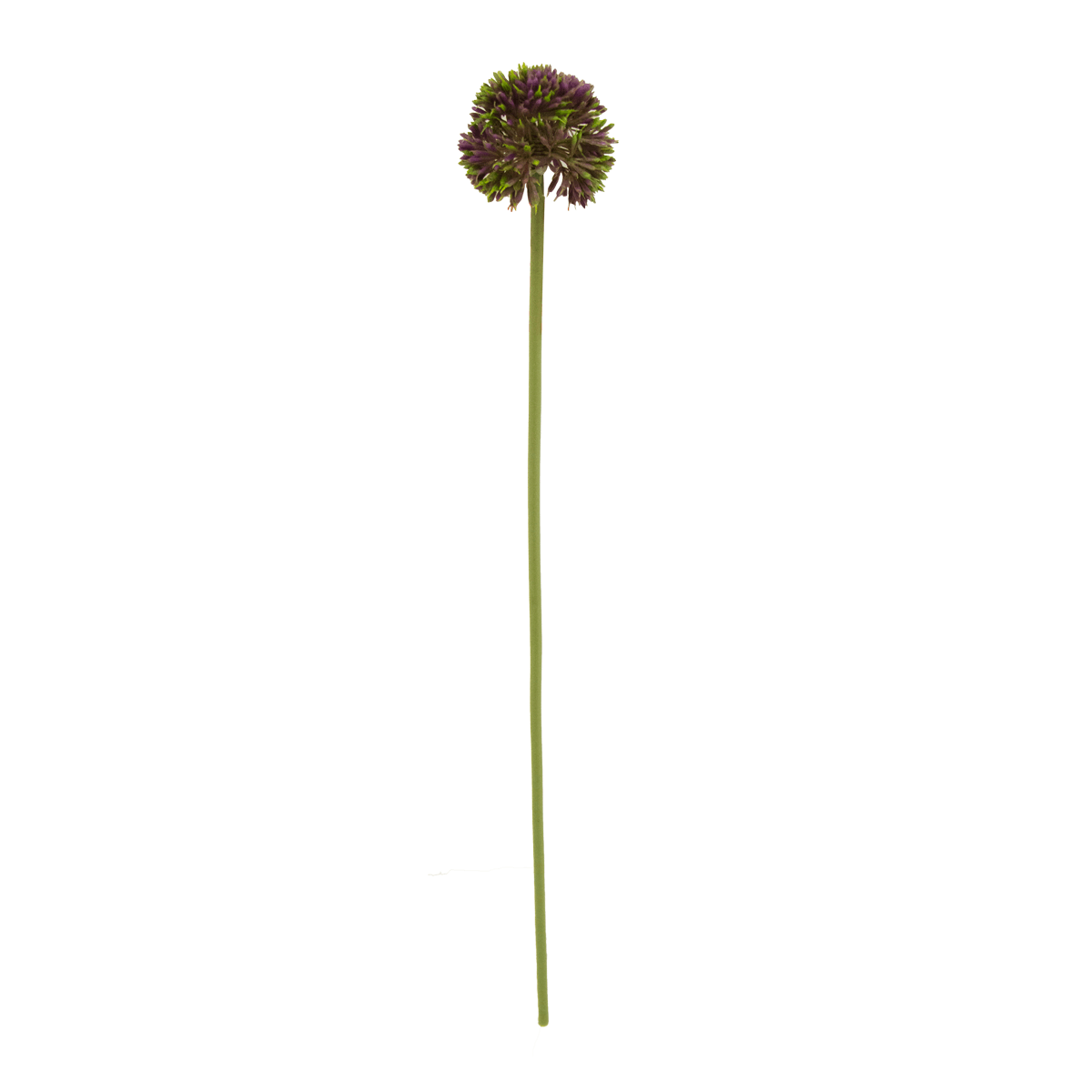 Flor De Allium Morada | Flores | recámaras