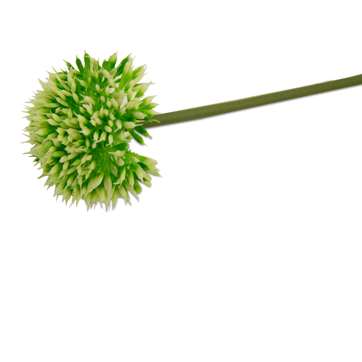 Flor De Allium Verde | Flores | decoracion