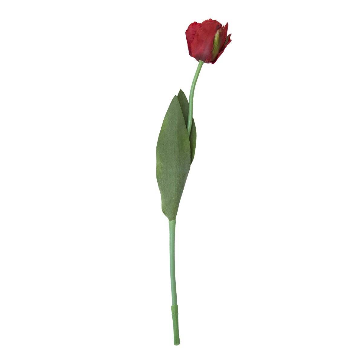 Flor Tulipan Rojo | Flores | salas