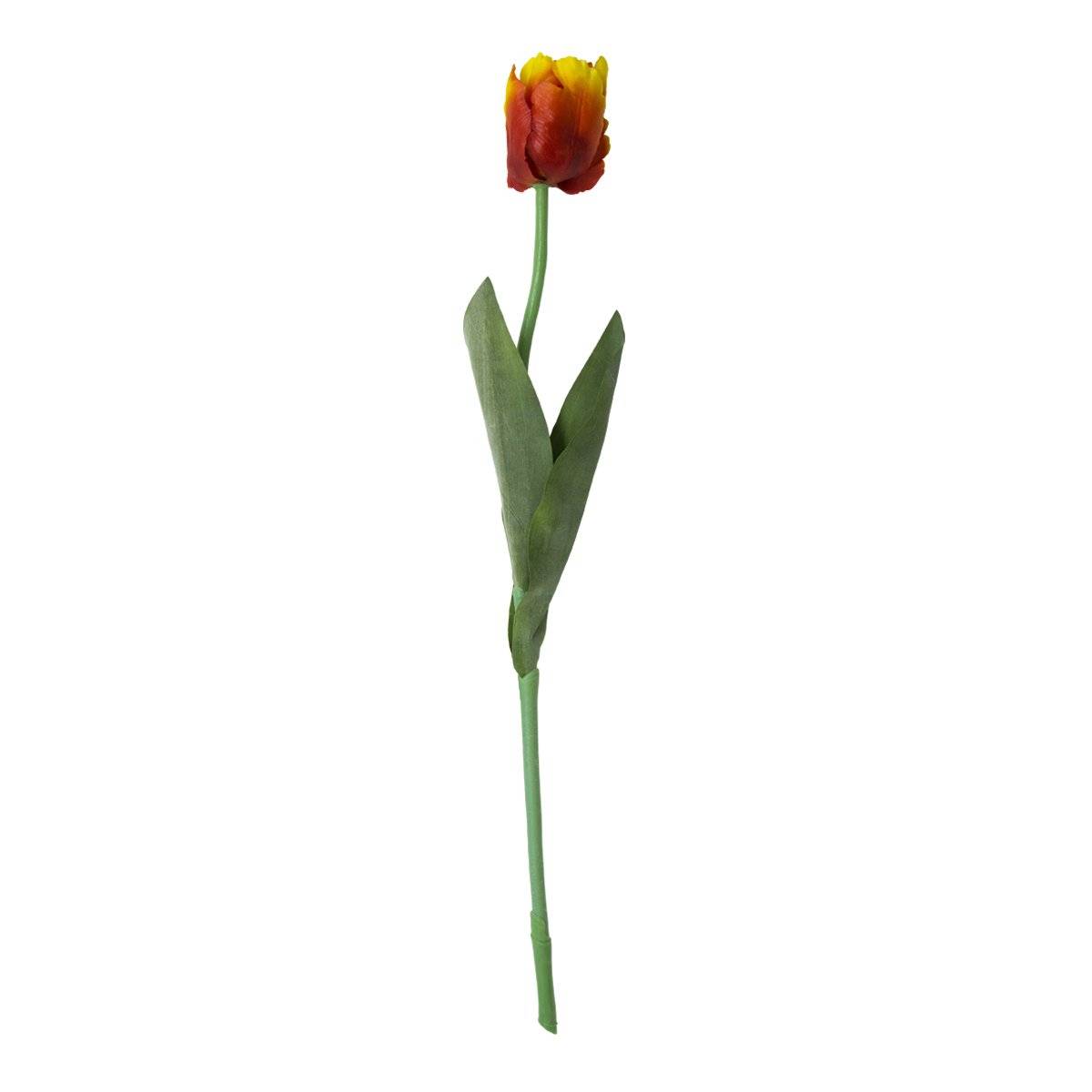 Flor Tulipan Naranja | Flores | recamaras