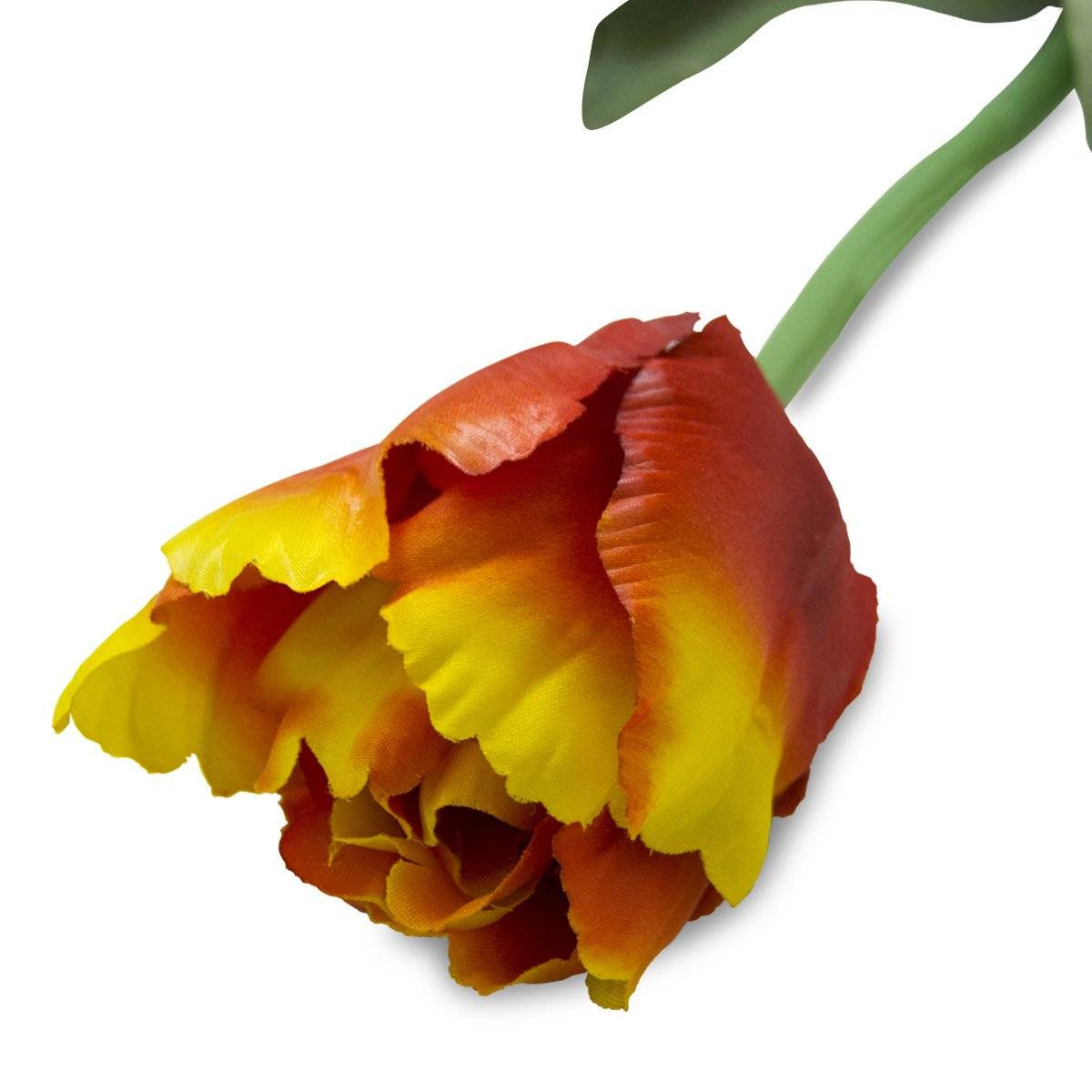 Flor Tulipan Naranja | Flores | 1