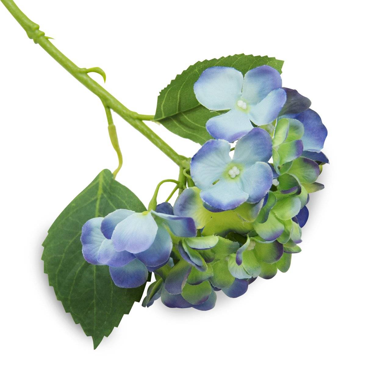 Racimo De Hortensia Azul | Flores | 1