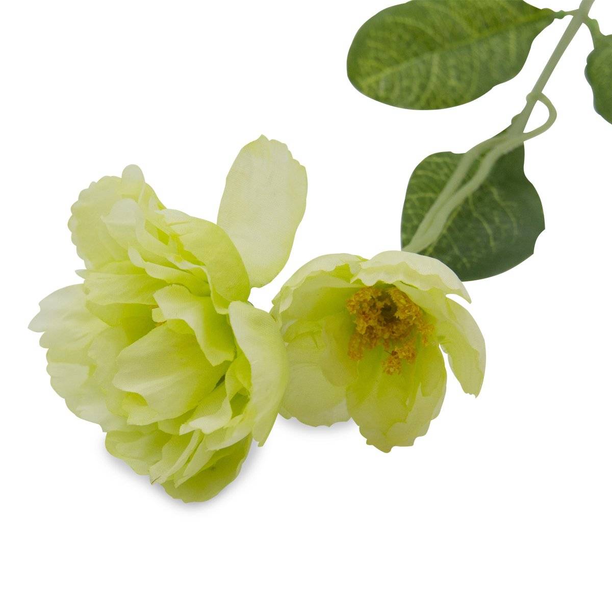 Flor Rosa Doble Verde | Flores | 1