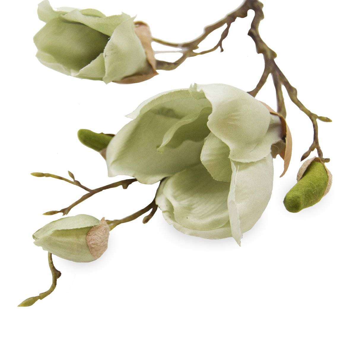 Flor Magnolia Doble Verde | Flores | 1