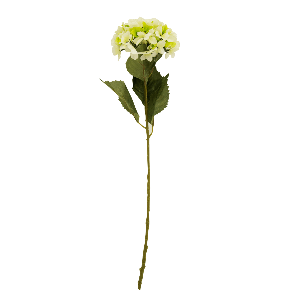 Flor Hortensia OtoÑal Blanco/verde | Flores | 1