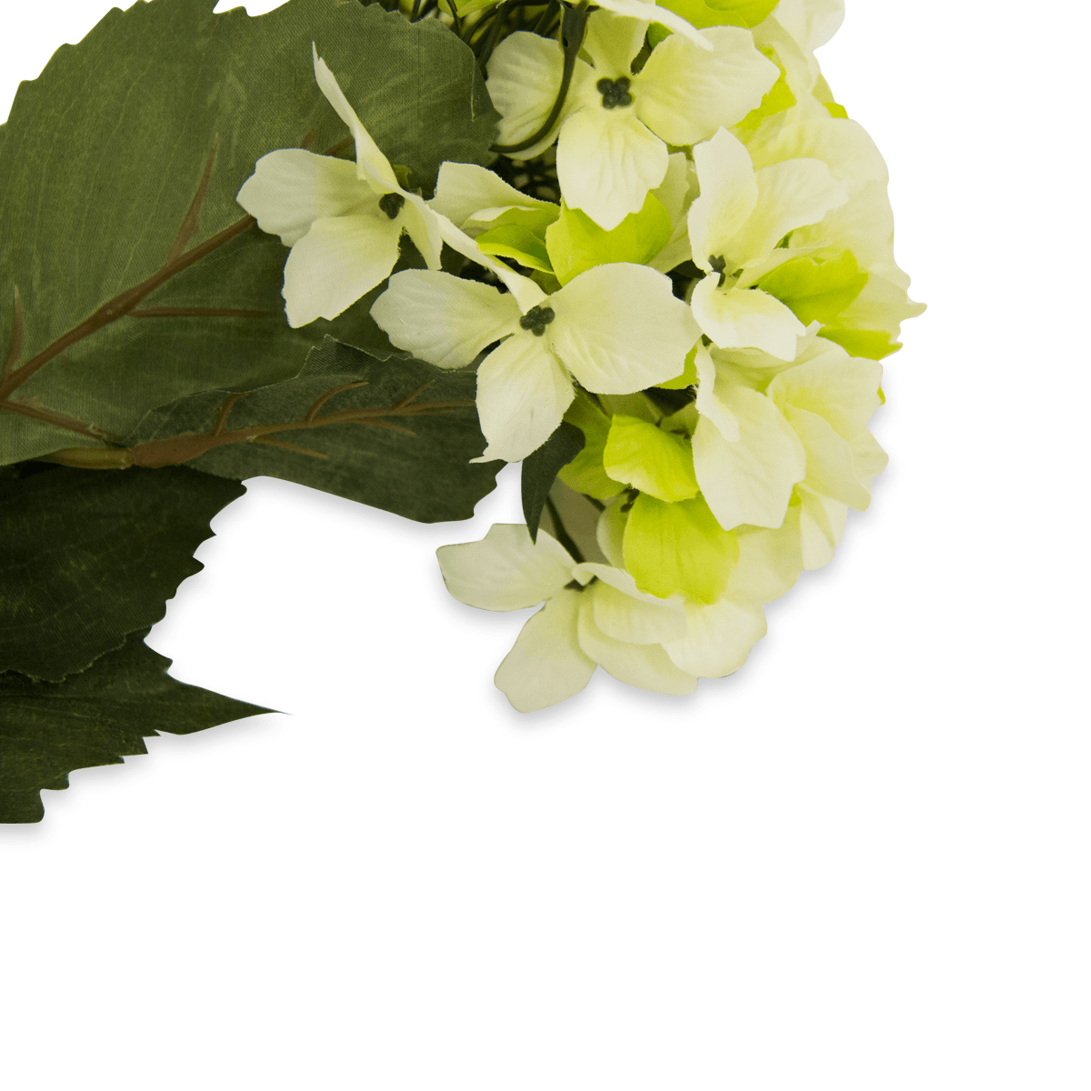 Flor Hortensia OtoÑal Blanco/verde | Flores | 1