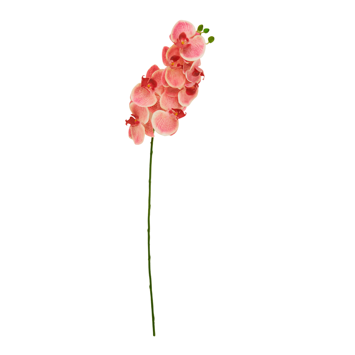 Flor Orquidea Alevilla Rosa | Flores | 1