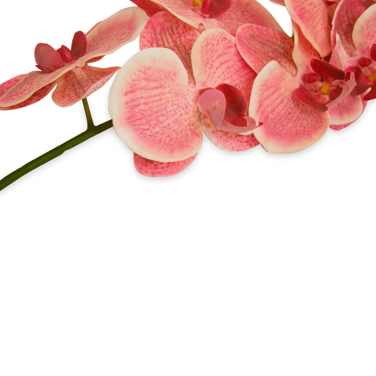 Flor Orquidea Alevilla Rosa | Flores | salas