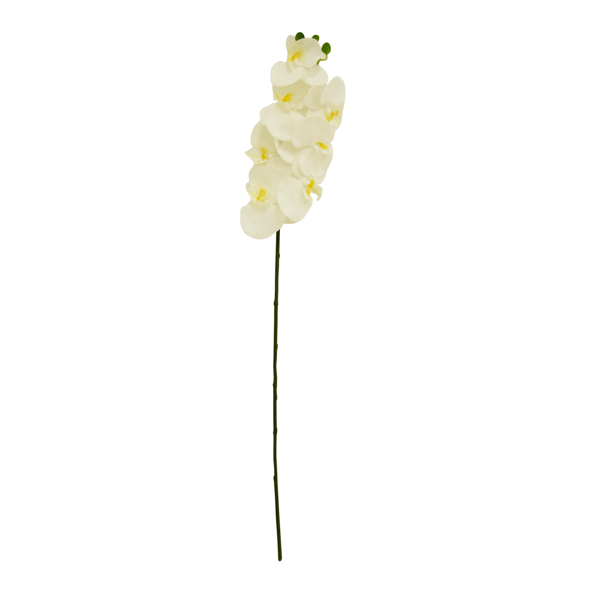 Flor Orquidea Alevilla Blanca | Flores | salas