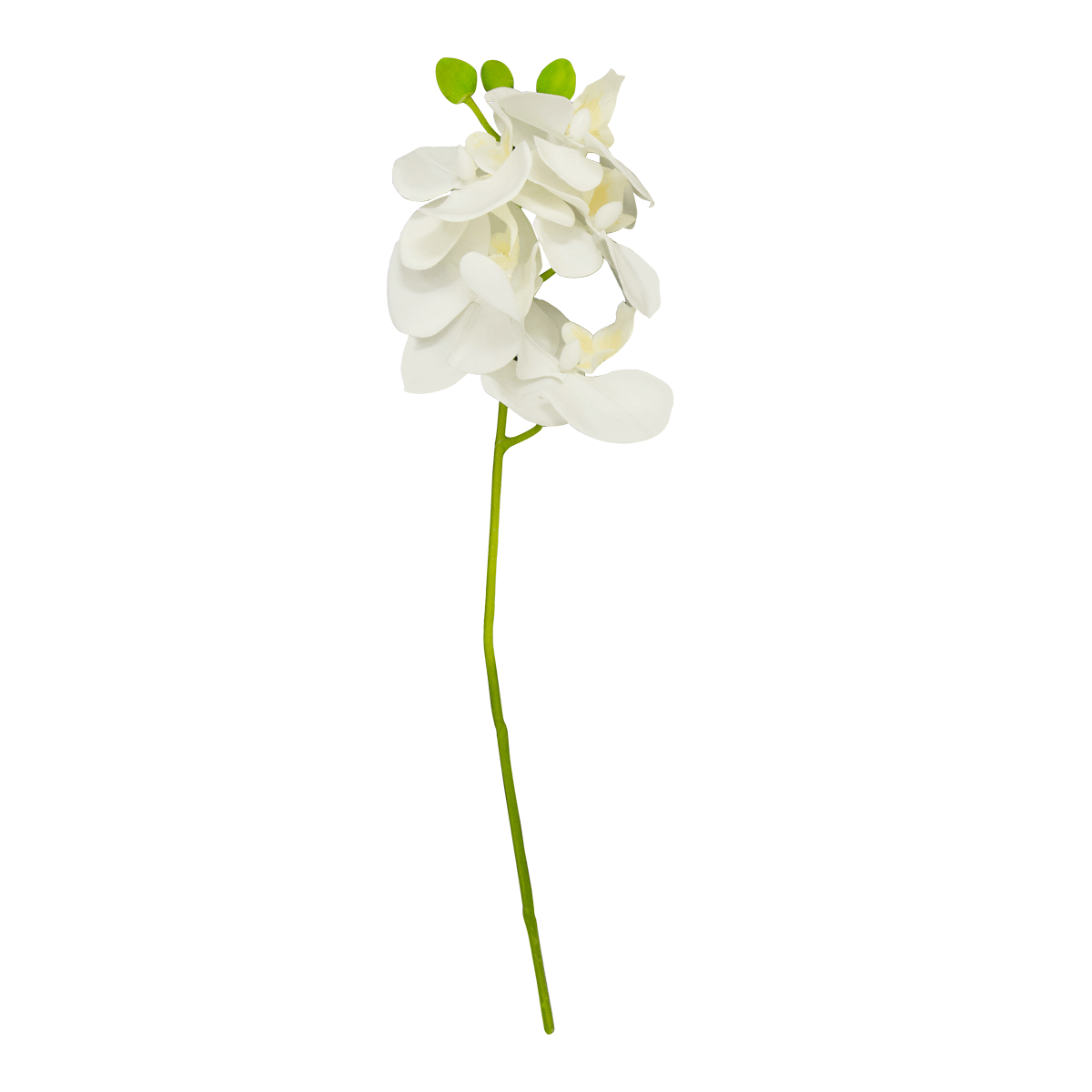 Flor Orquidea Mariposa Blanca | Flores | 1
