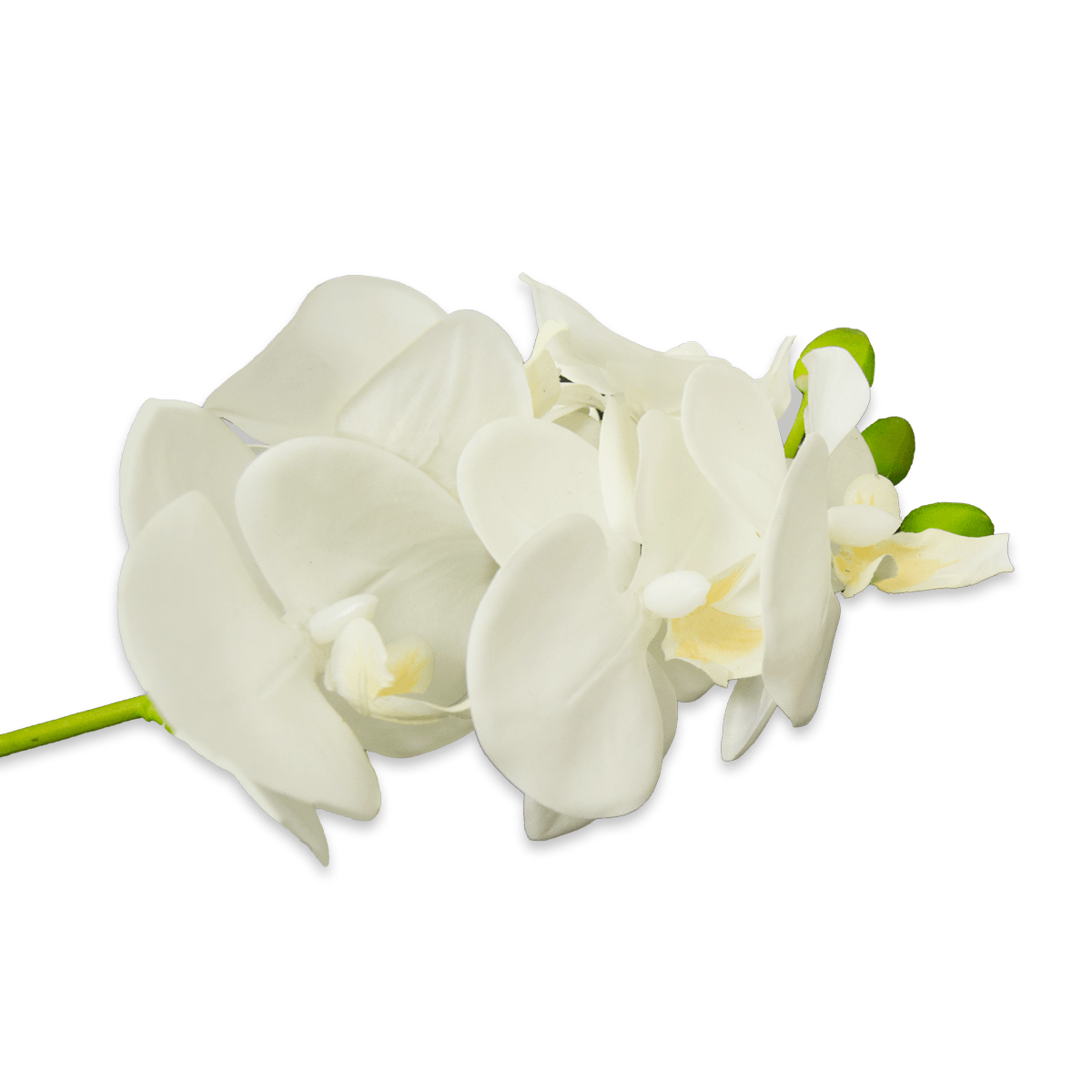 Flor Orquidea Mariposa Blanca | Flores | salas