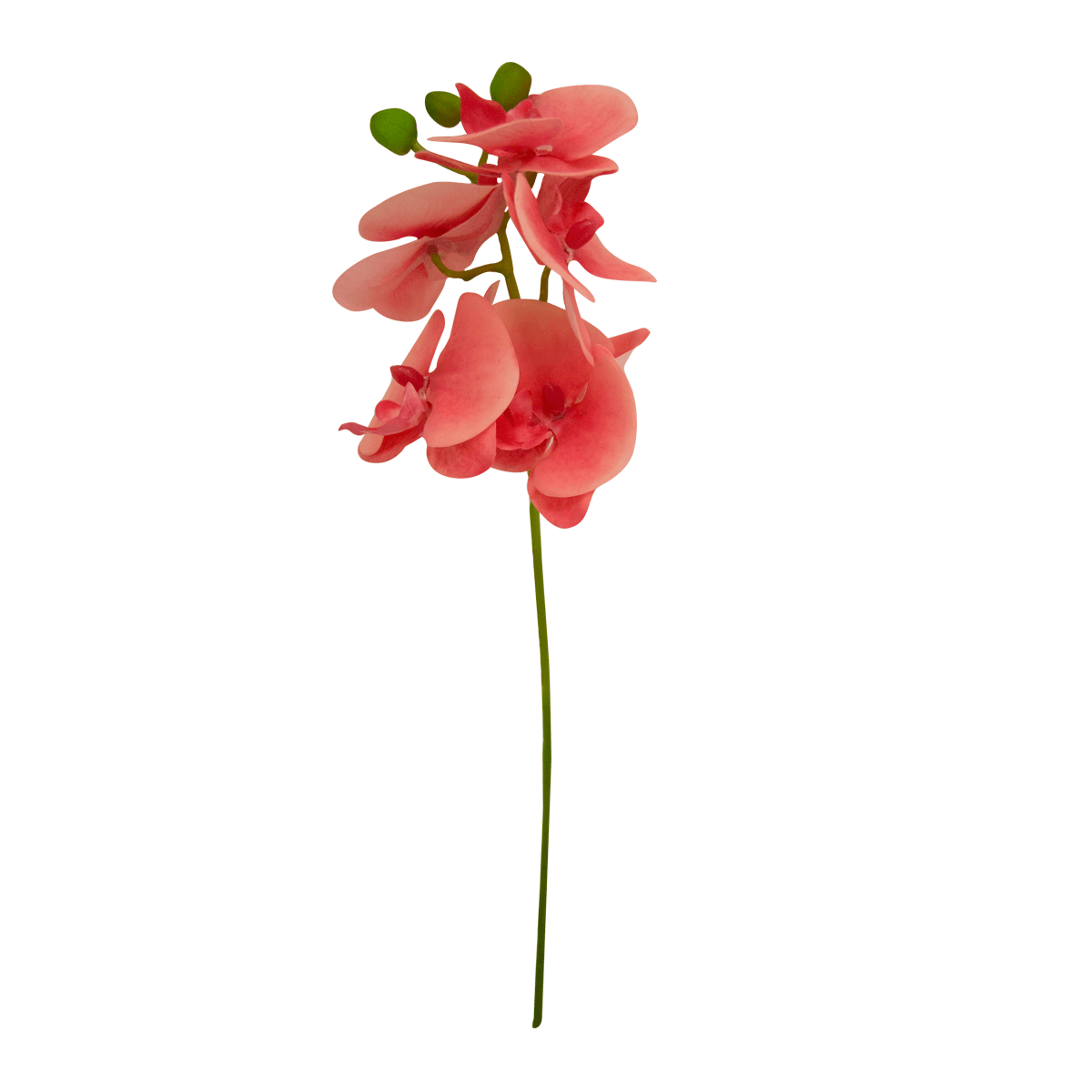 Flor Orquidea Mariposa Rosa | Flores | salas