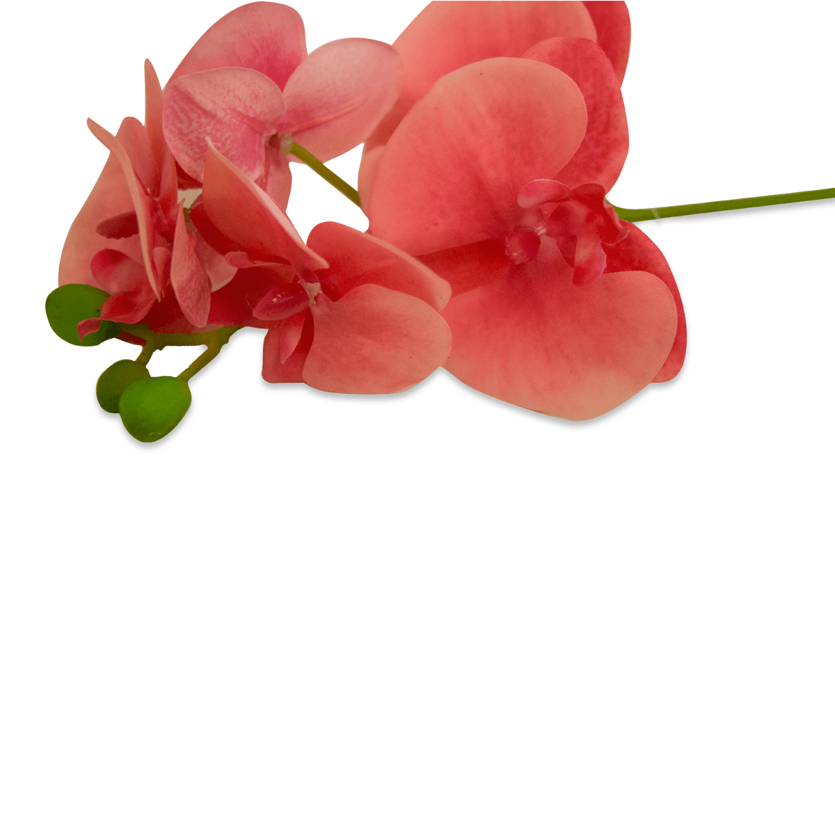 Flor Orquidea Mariposa Rosa | Flores | 1