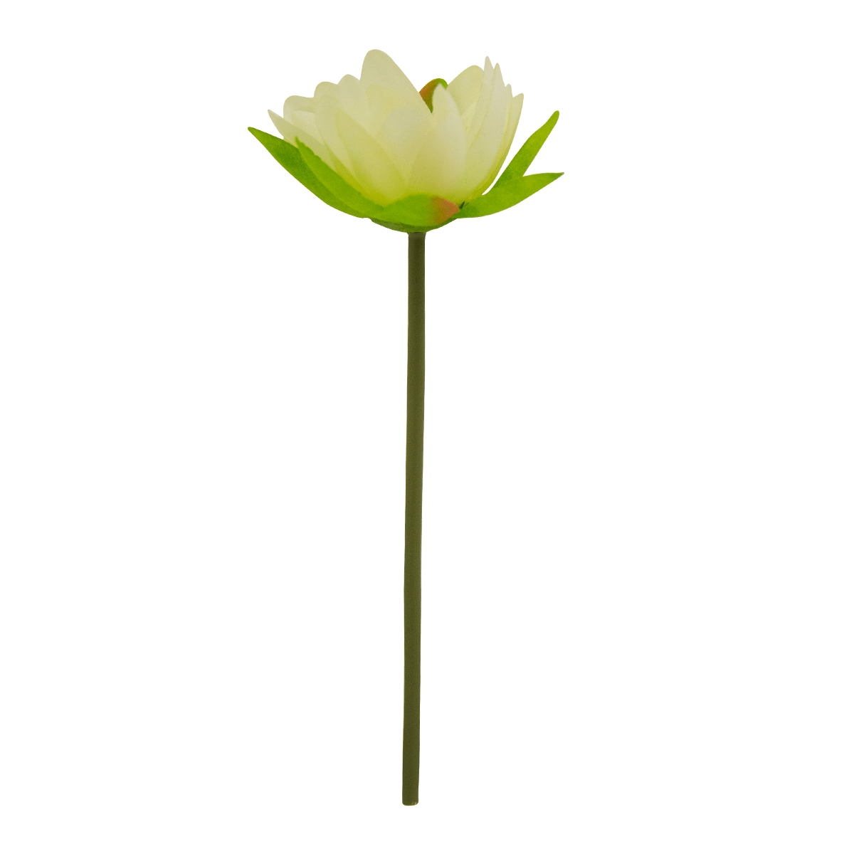 Flor Sombrilla Blanca | Flores | Recámaras