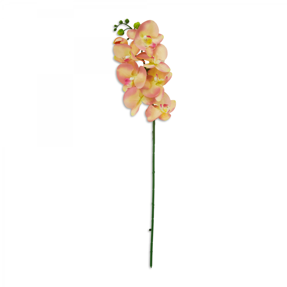 Flor Orquidea Mariposa Gde Rosa | Flores | 1