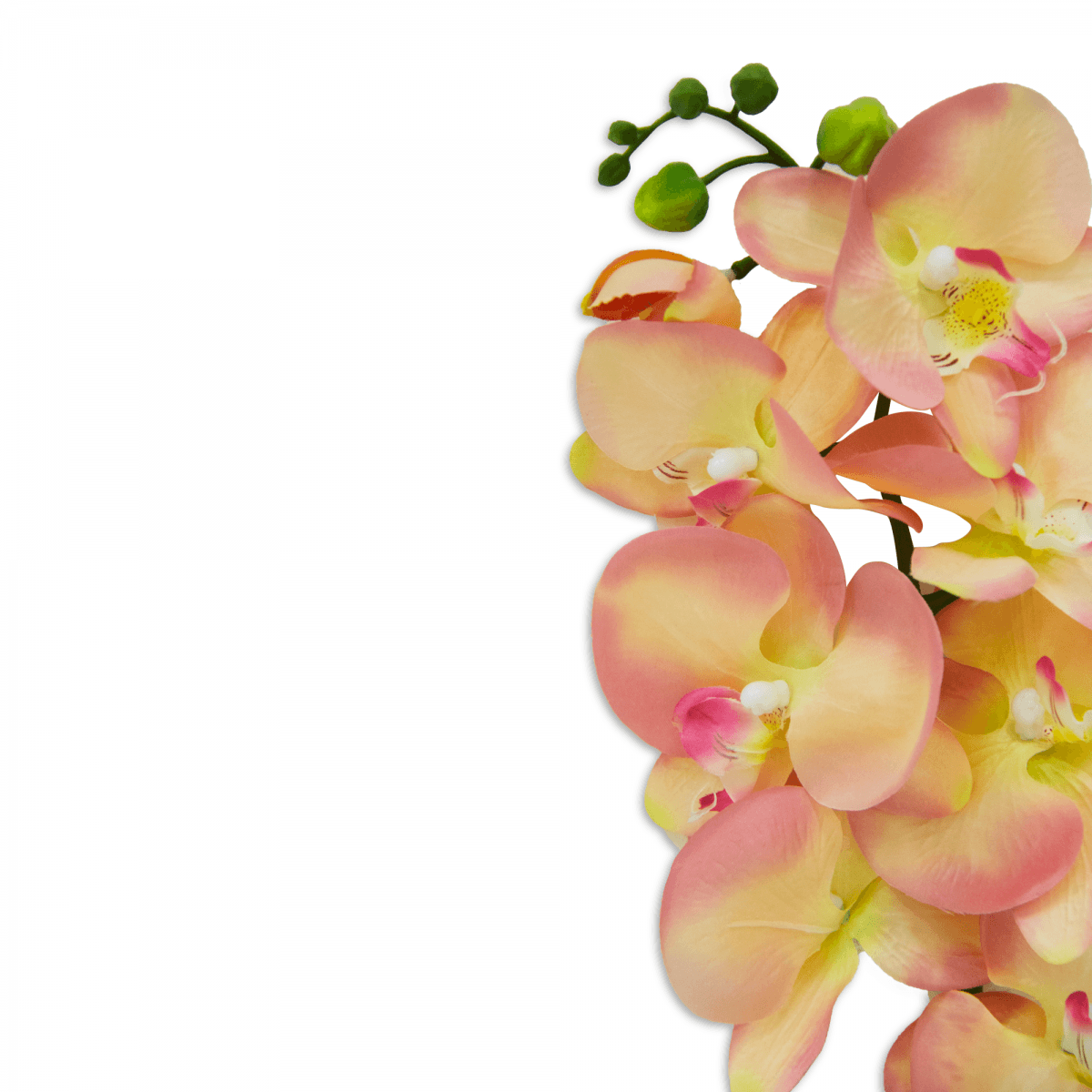 Flor Orquidea Mariposa Gde Rosa | Flores | decoracion