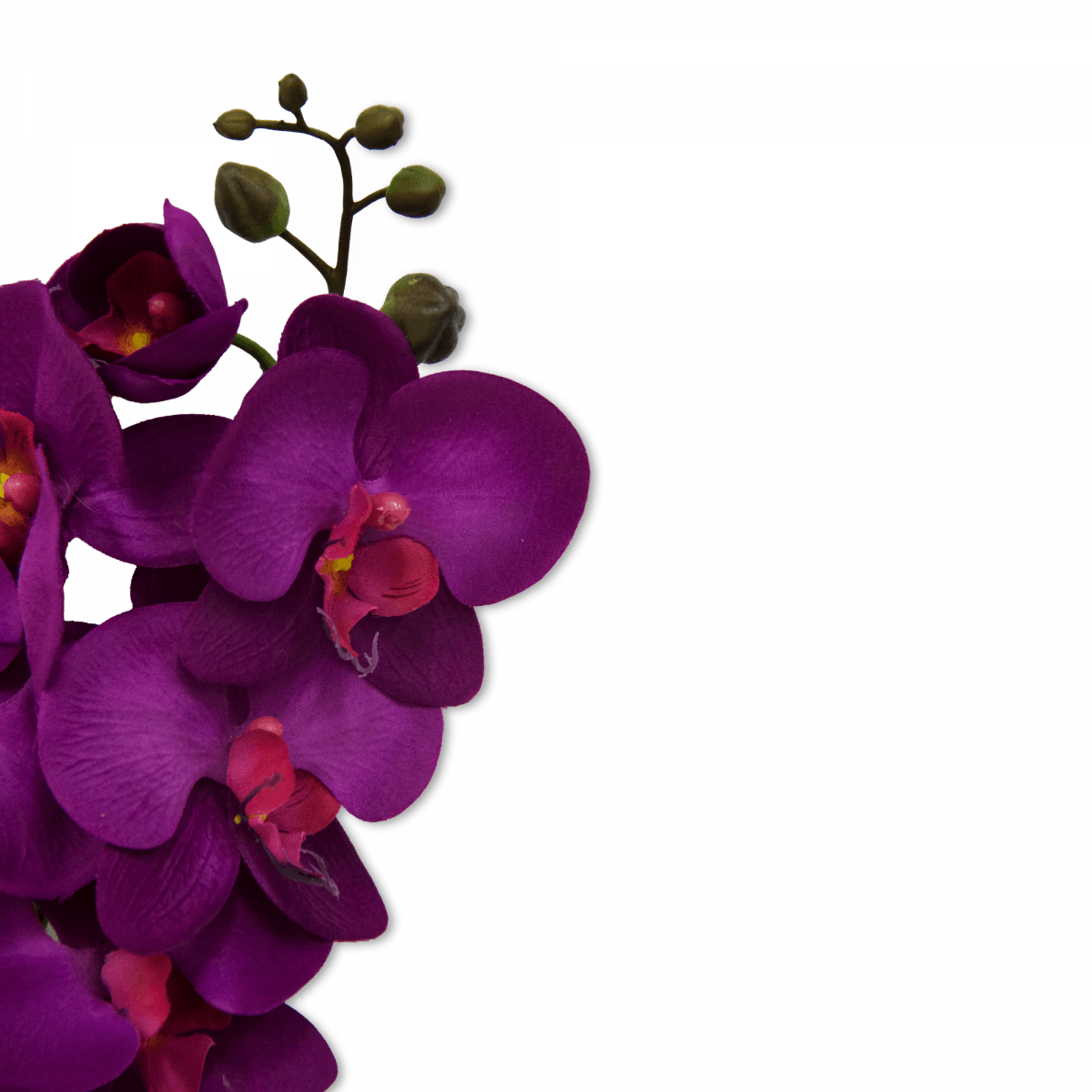 Flor Orquidea Mariposa Gde Violeta | Flores | 1