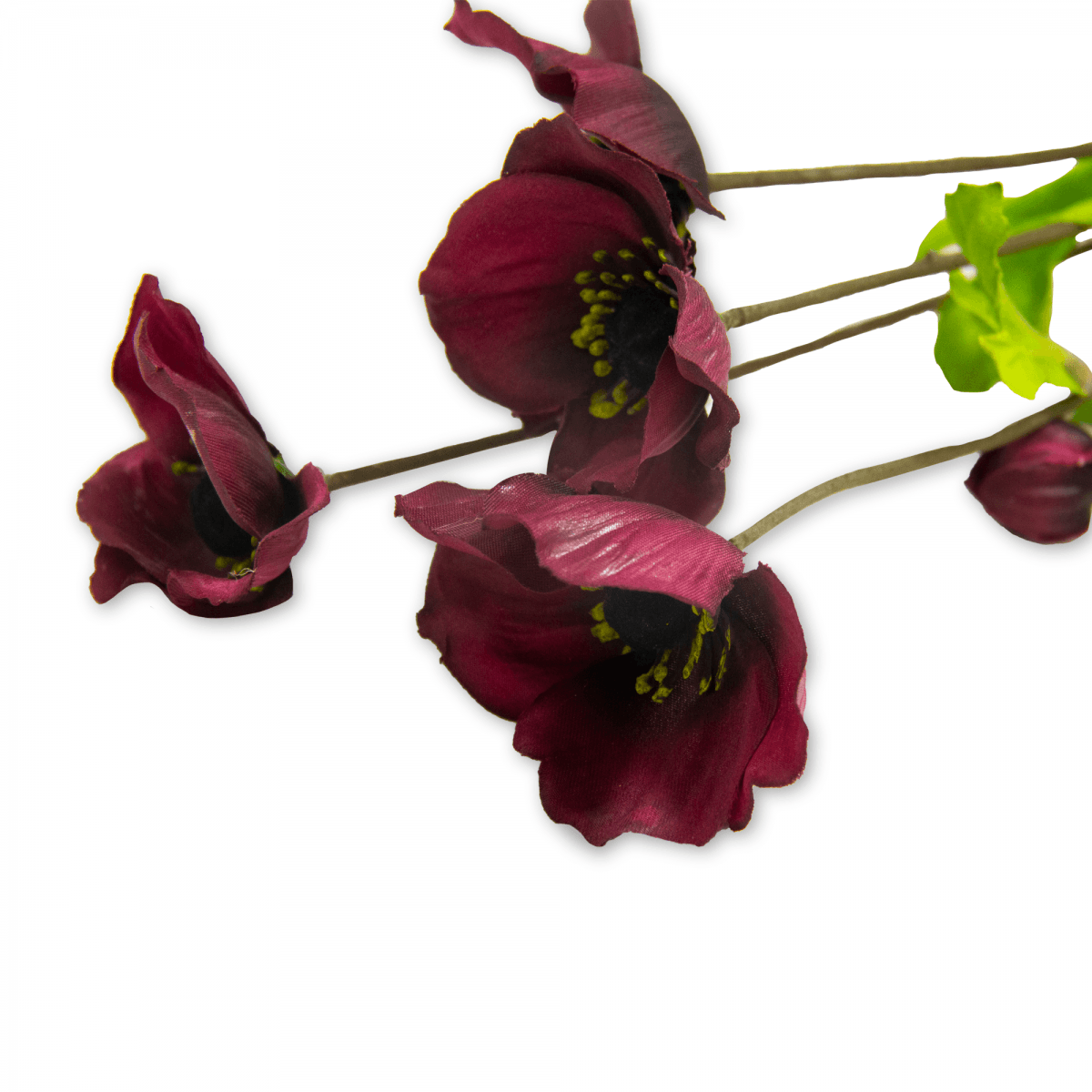 Flor Helebora Ciruela | Flores | decoracion