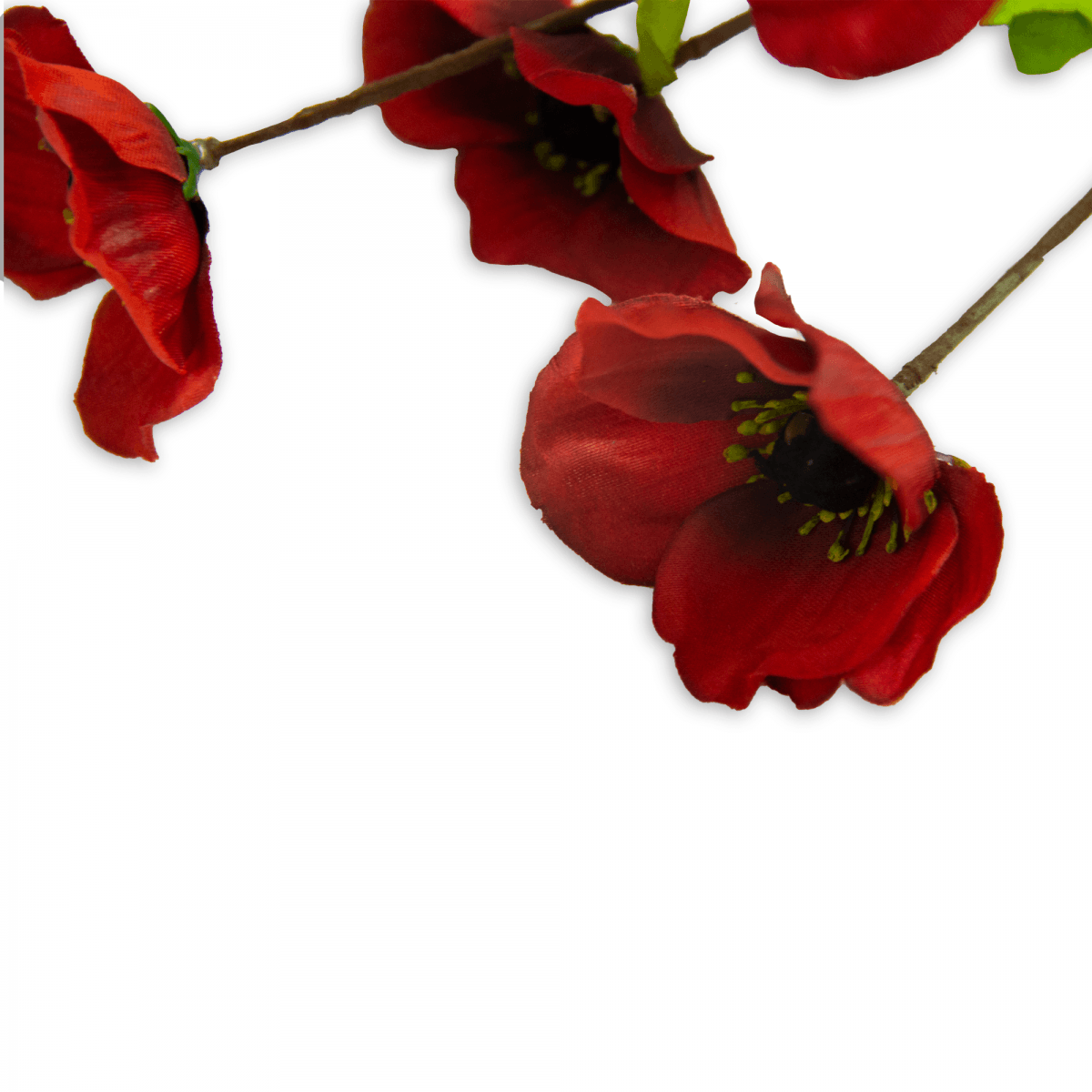 Flor Helebora Roja | Flores | 1