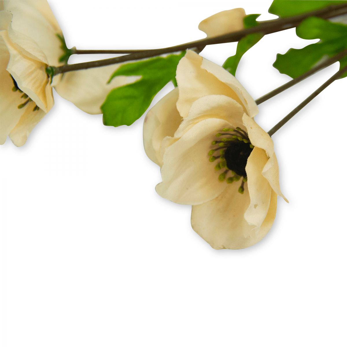 Flor Helebora Blanca | Flores | 1