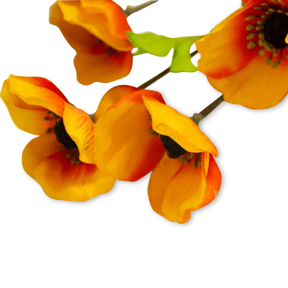 Flor Helebora Naranja | Flores | 1