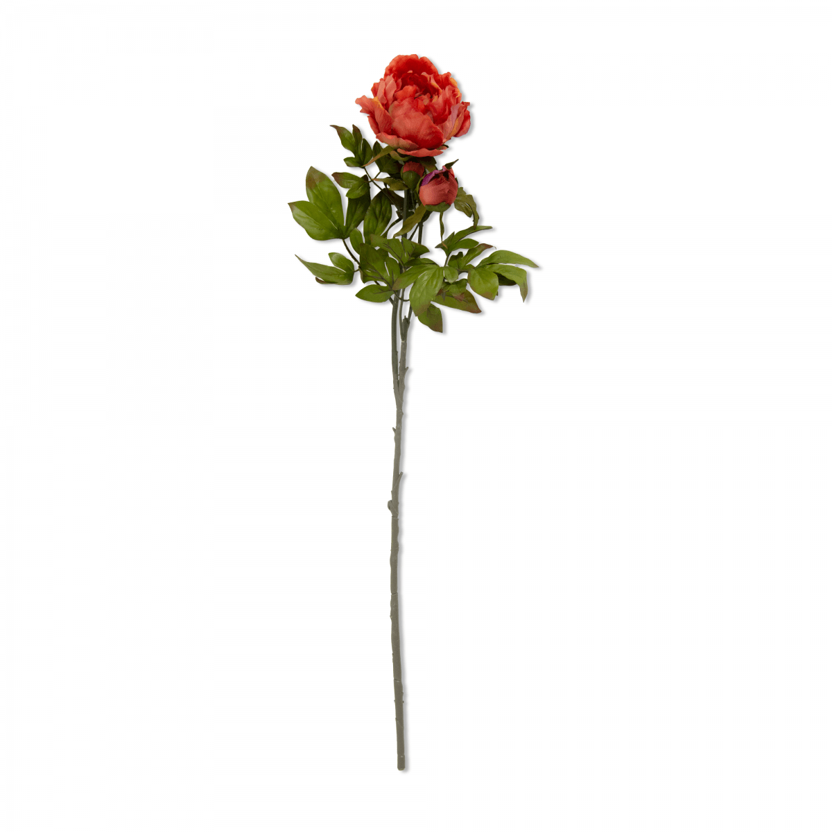 Flor Peonia OtoÑal Gde Roja | Flores | Tamarindo En línea