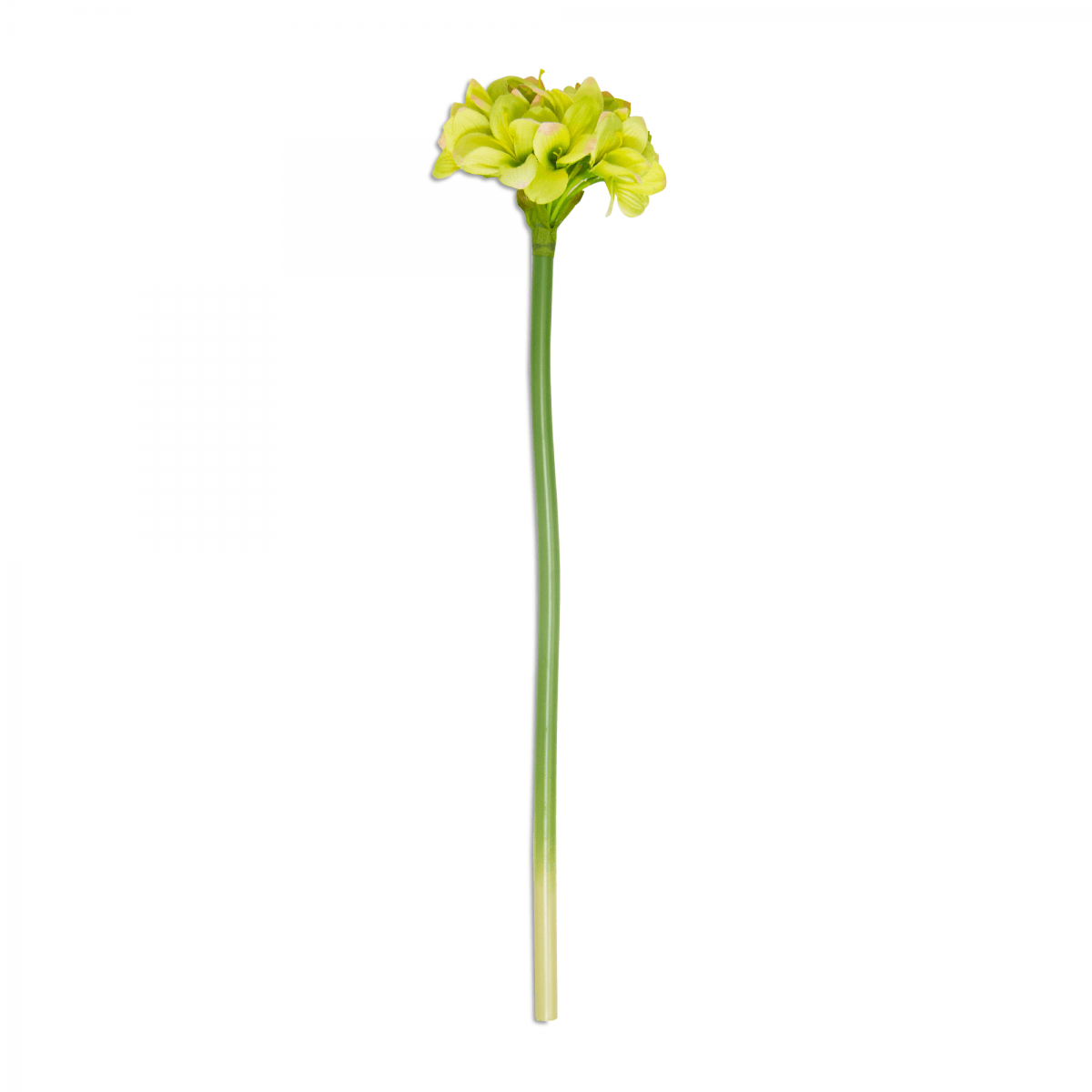 Flor Amaryllis Tallo Verde | Flores | salas