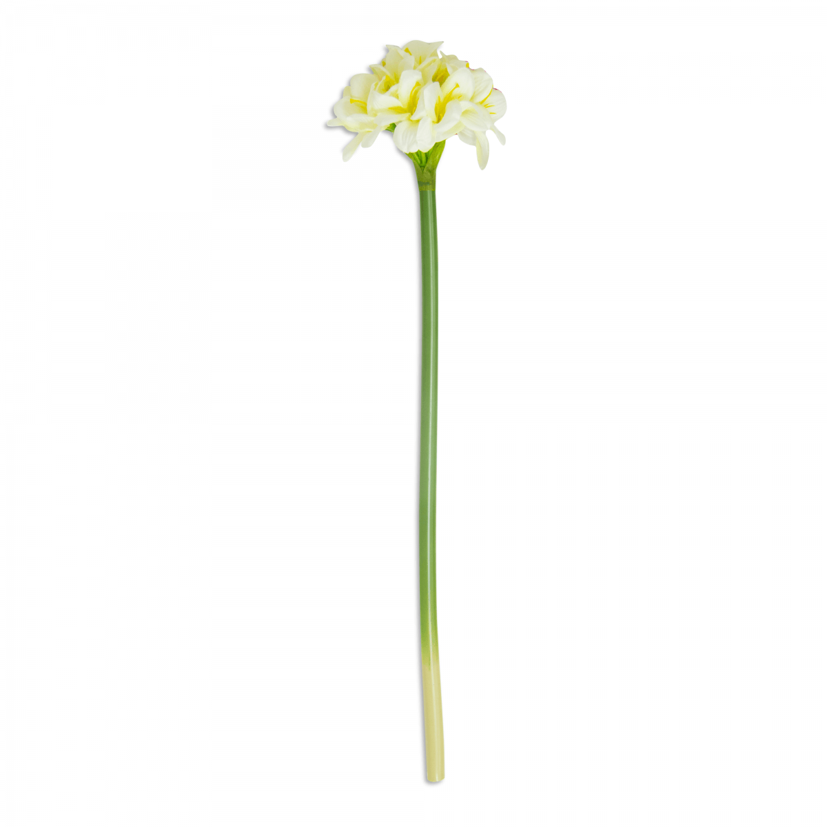 Flor Amaryllis Tallo Blanca | Flores | salas