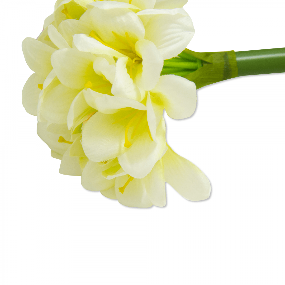 Flor Amaryllis Tallo Blanca | Flores | 1