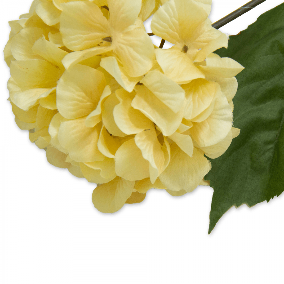 Flor Hortensia OtoÑal Blanca | Flores | salas