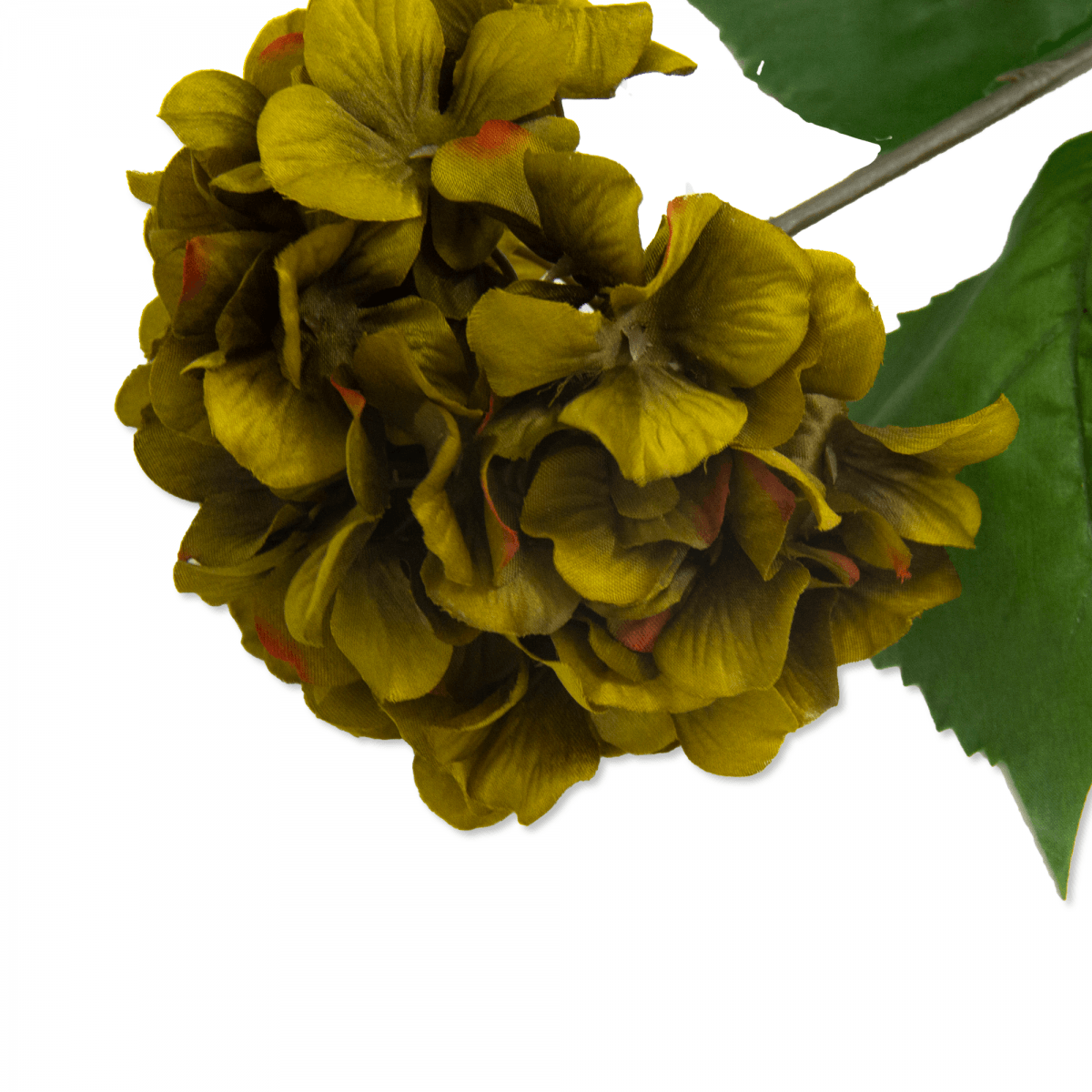 Flor Hortensia OtoÑal Verde | Flores | salas