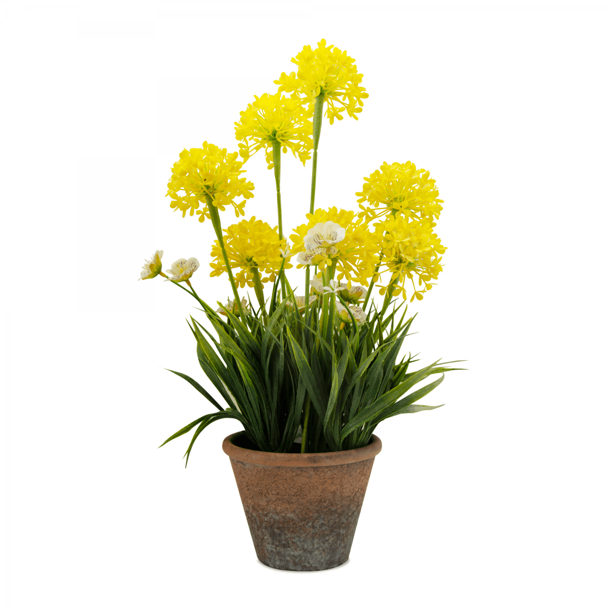 Agapanto Amarillo Con Base | Flores | decoracion