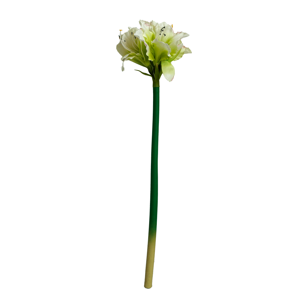 Flor Amaryllis Sencilla Blanca/ Verde | Flores | salas