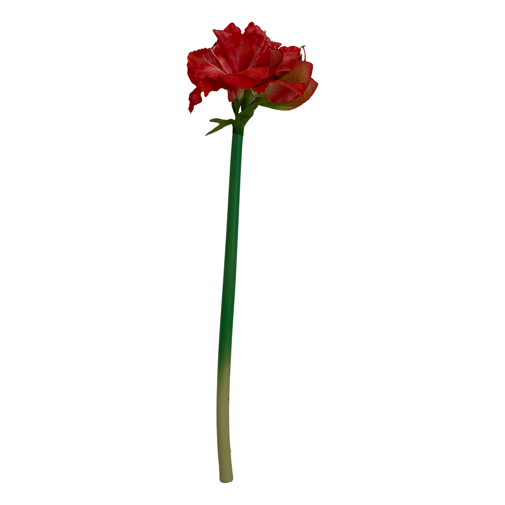 Flor Amaryllis Sencilla Roja/blanca | Flores | decoracion