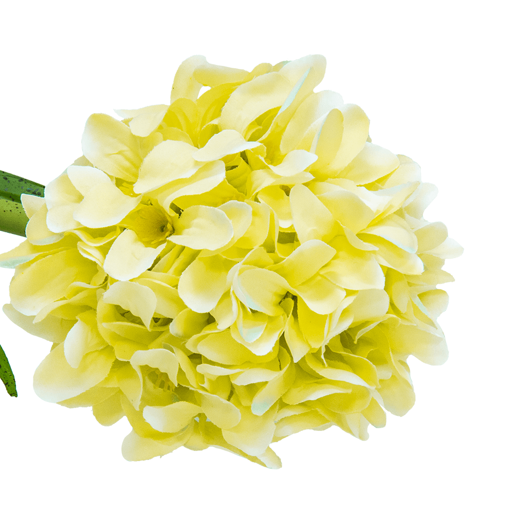 Flor Jacinto Sencilla Verde | Flores | salas