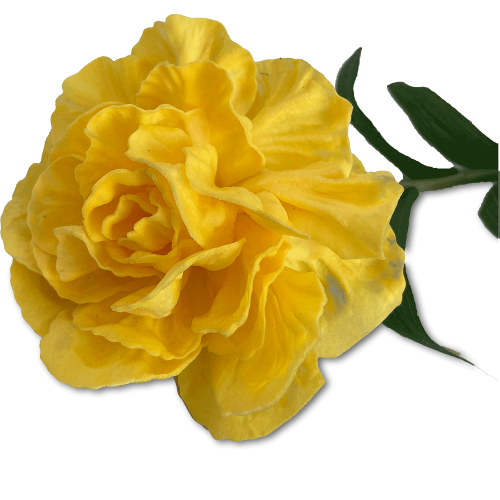 Flor Clavel Sencilla Amarilla | Flores | salas