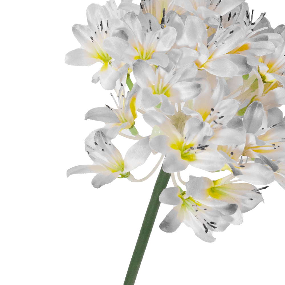 Flor Agapanto Blanco | Flores | 1