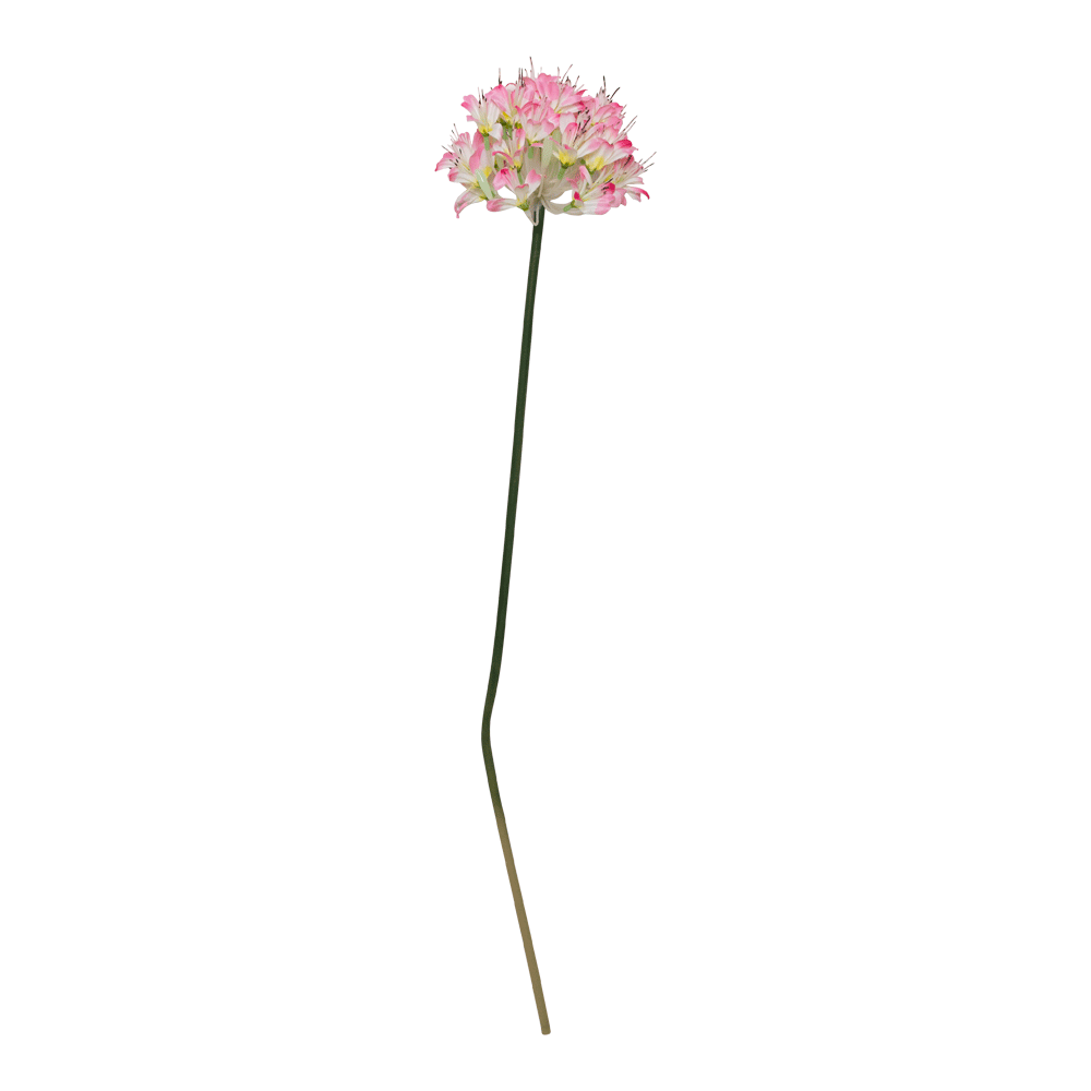 Flor Agapanto Rosa | Flores | decoracion