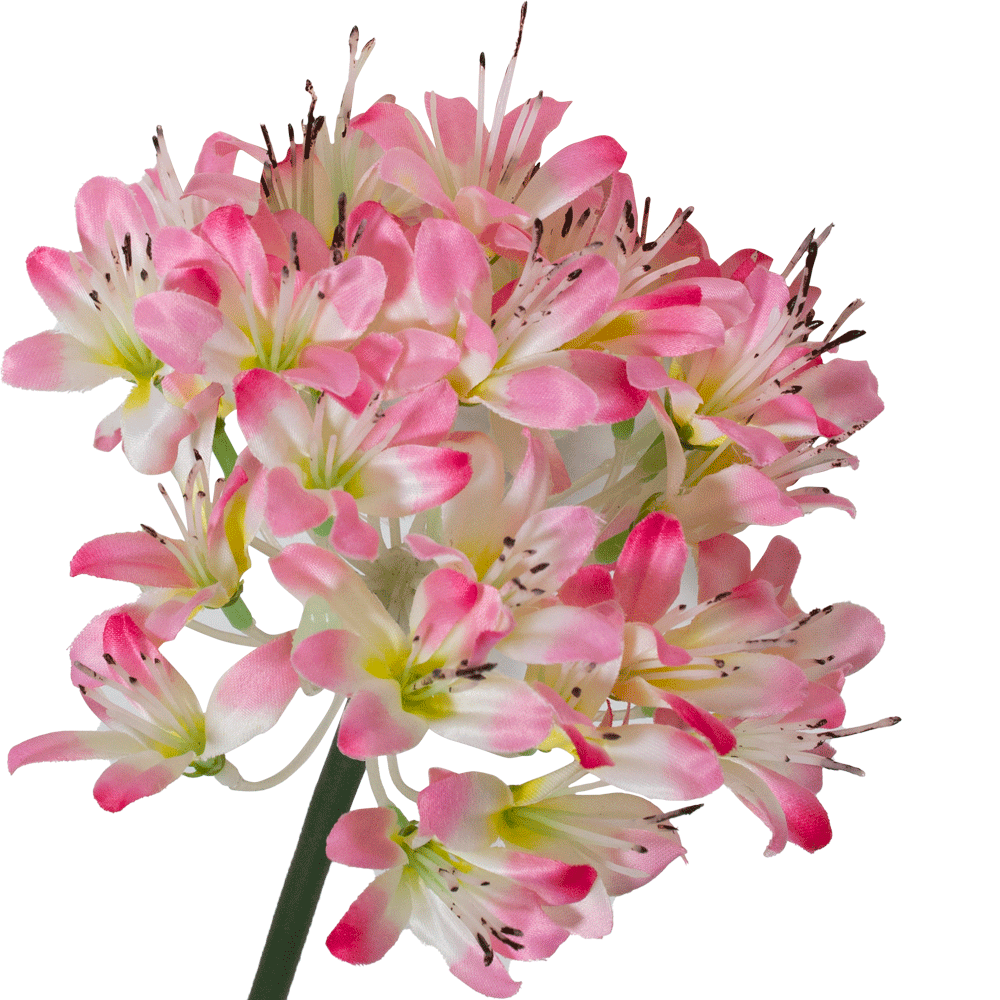 Flor Agapanto Rosa | Flores | 1