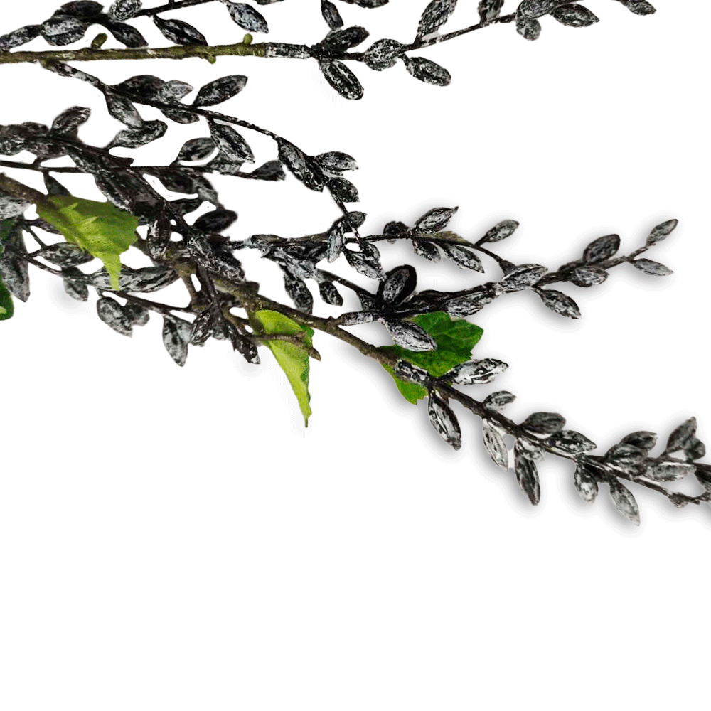Follaje Senecio Royal Verde Oscuro | Flores | decoracion