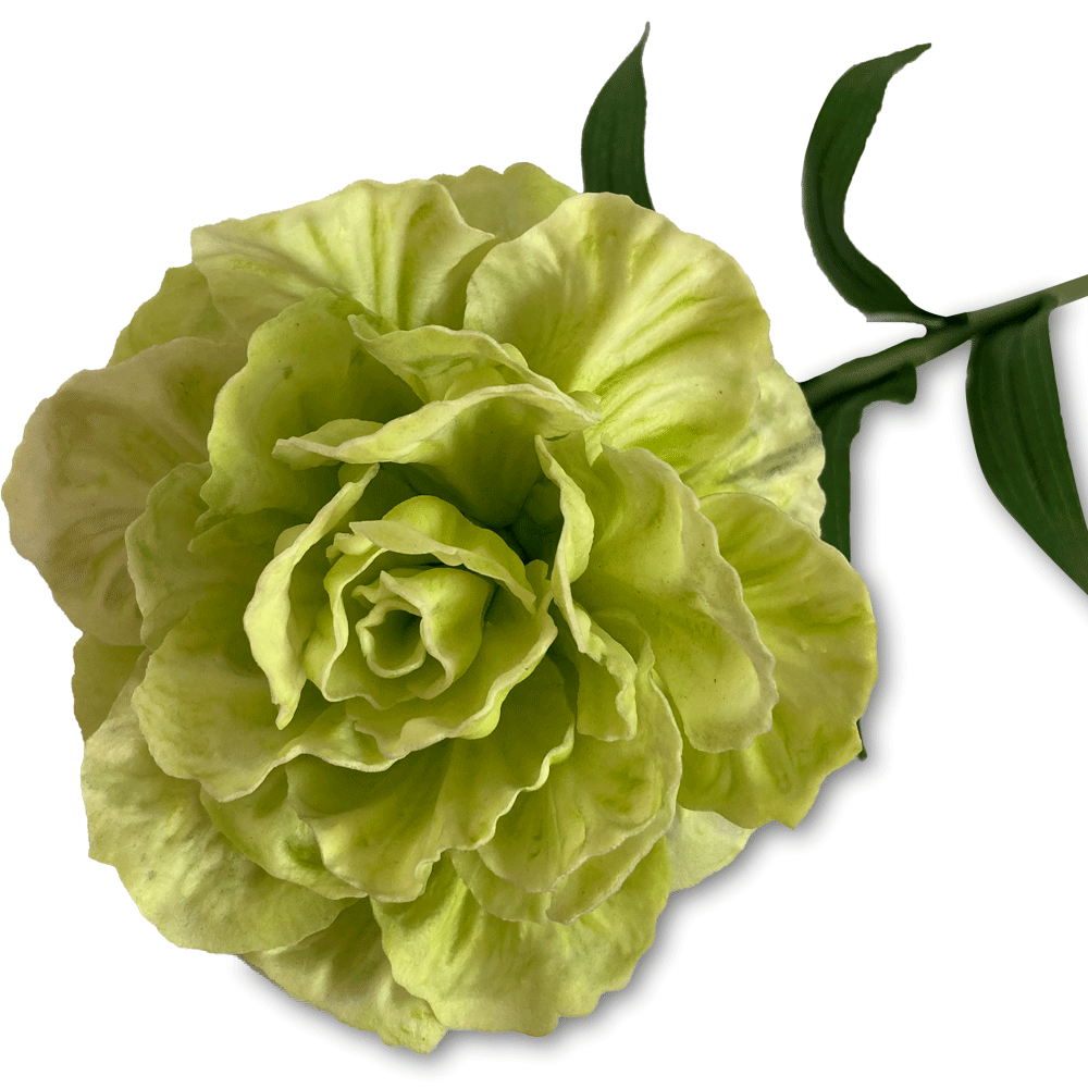 Flor Clavel Sencilla Verde | Flores | salas