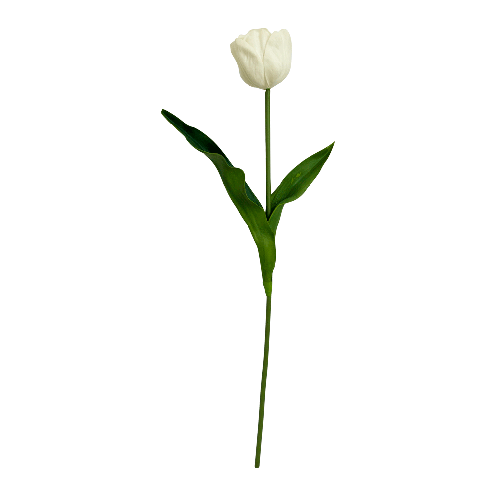 Flor Tulipan Blanco | Flores | 1