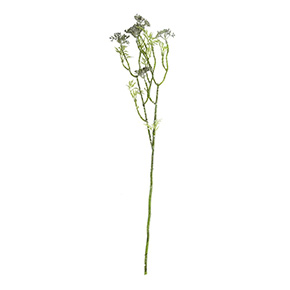 Follaje De Allyssum | Flores | Salas