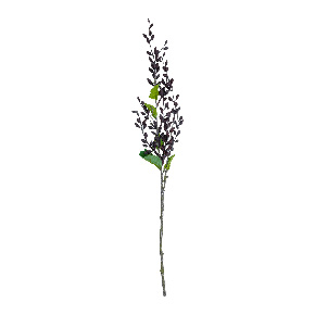Follaje Senecio Royal Purpura | Flores | decoracion