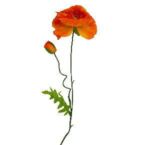 Flor Amapola Naranja | Flores | decoracion