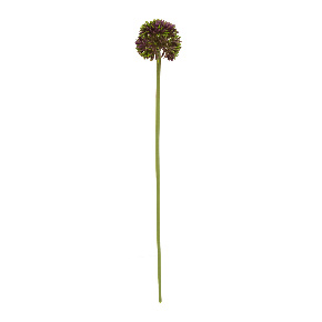 Flor De Allium Morada | Flores | decoracion