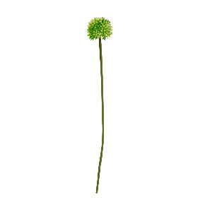 Flor De Allium Verde | Flores | decoracion